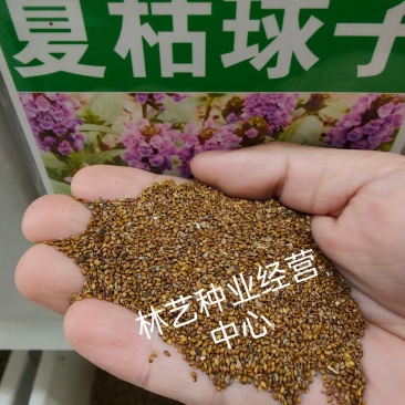 散装夏枯草种子新采药材白毛夏枯球种籽四季播种简单