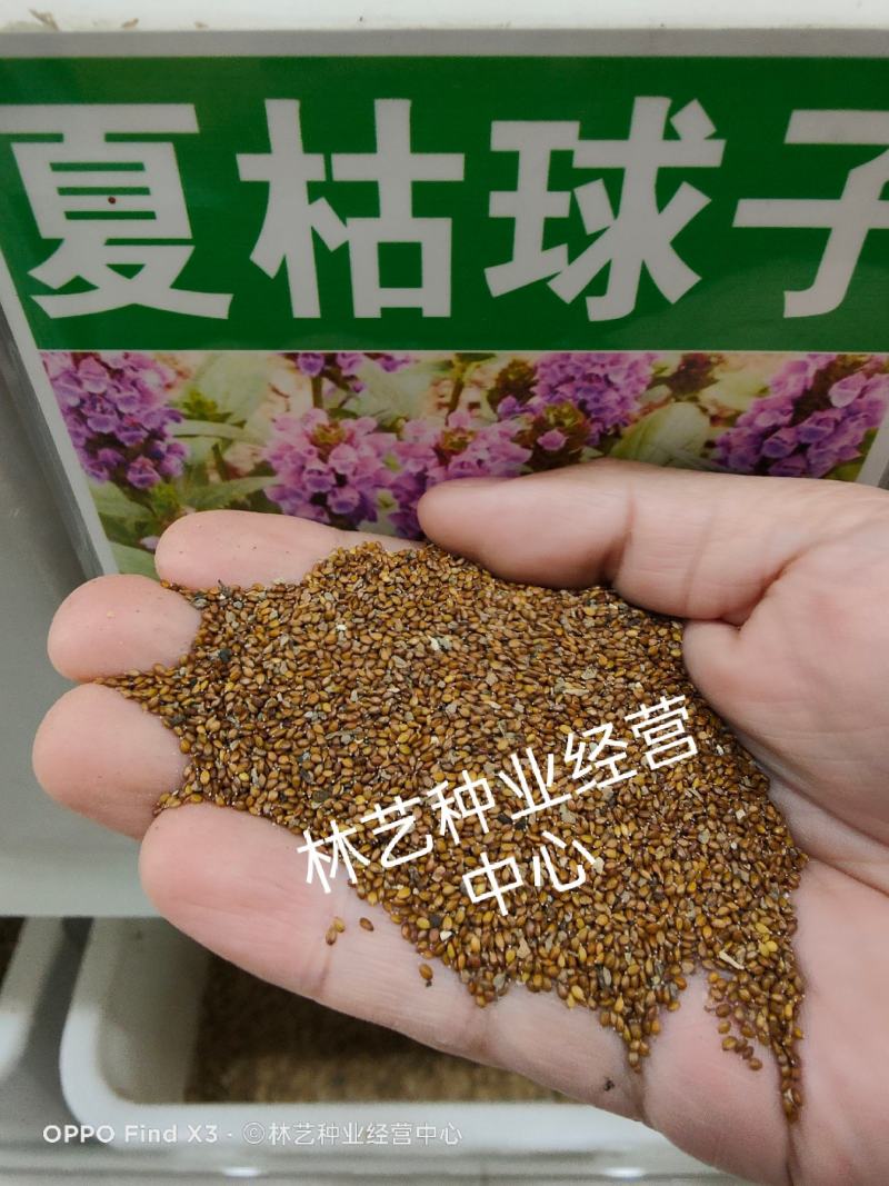 散装夏枯草种子新采药材白毛夏枯球种籽四季播种简单发芽率