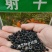 射干种子优质药材种子中药材射干籽春夏秋播种鸢尾科