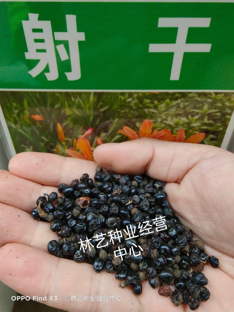 射干种子优质药材种子中药材射干籽春夏秋播种鸢尾科