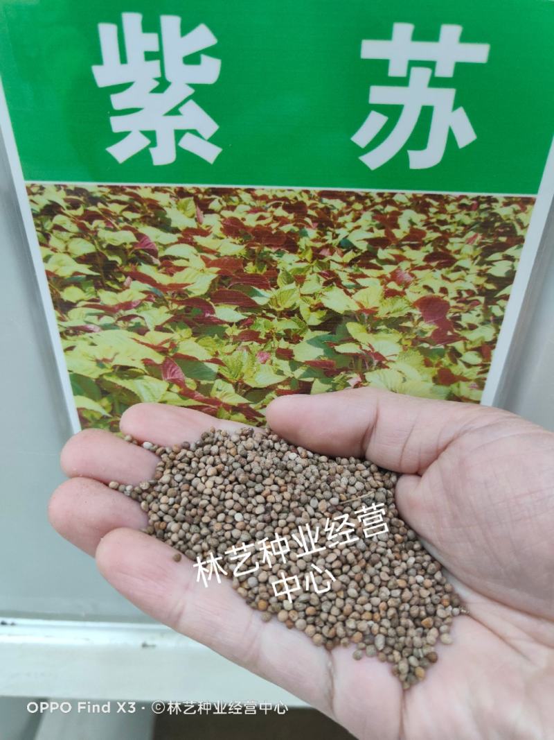 紫苏种子食用紫苏草种子家庭阳台室内盆栽室外庭院四季