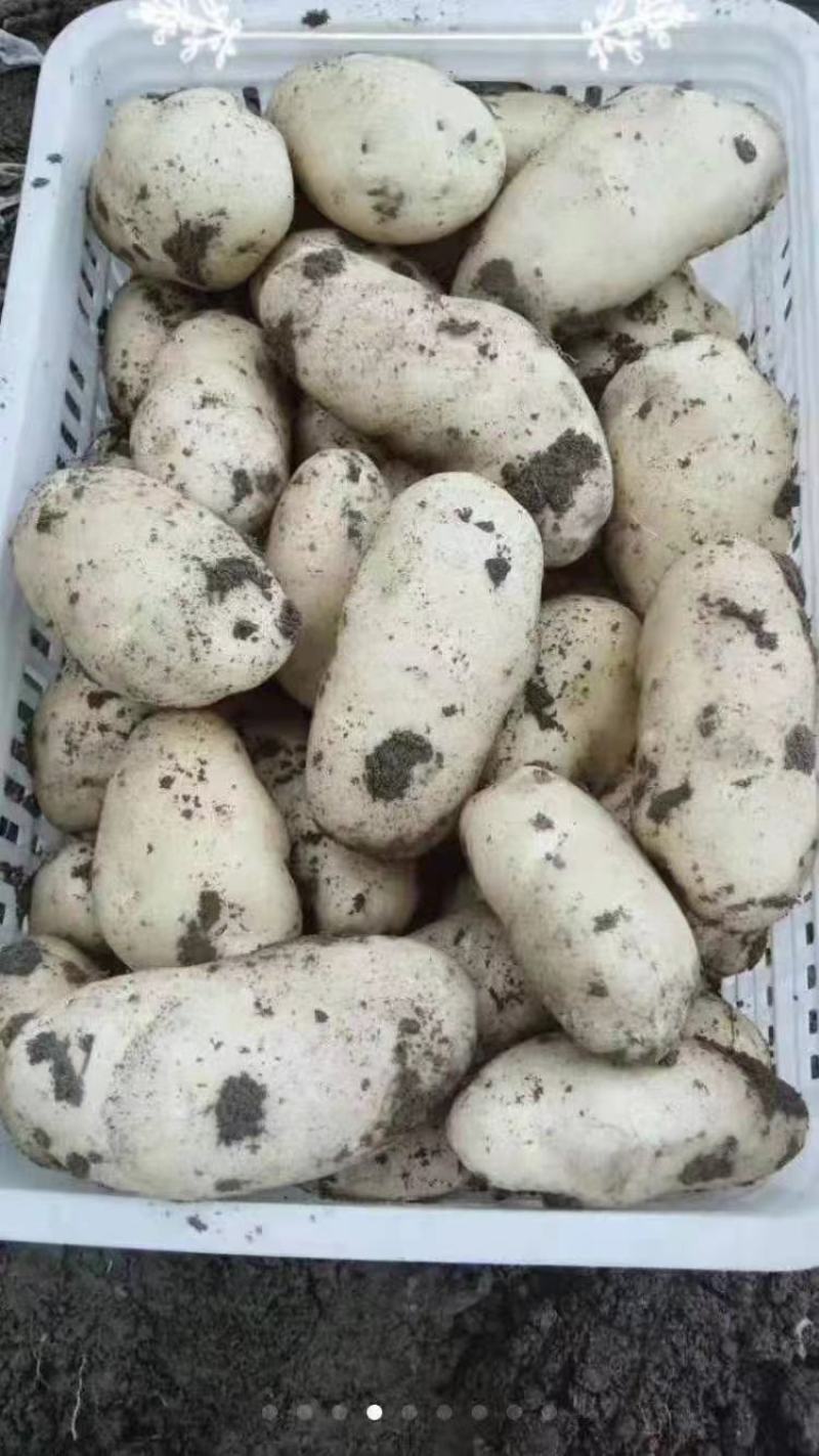 基地土豆精品已陆续上市，欢迎各位老板前来洽谈！