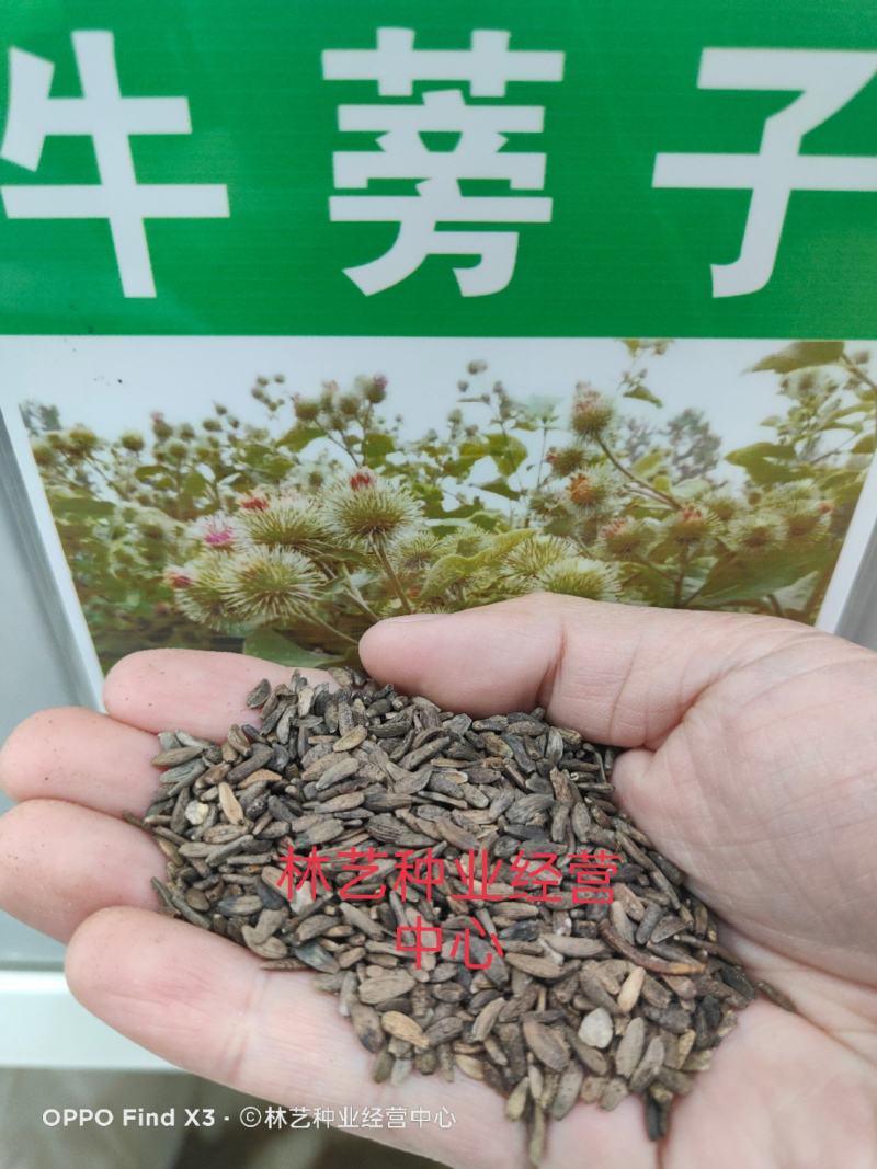 牛蒡种子四季播种牛蒡子种籽野生大力子阳台盆栽药材蔬菜种子