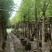 阴香天竺桂供应10公分-12公分产地直销