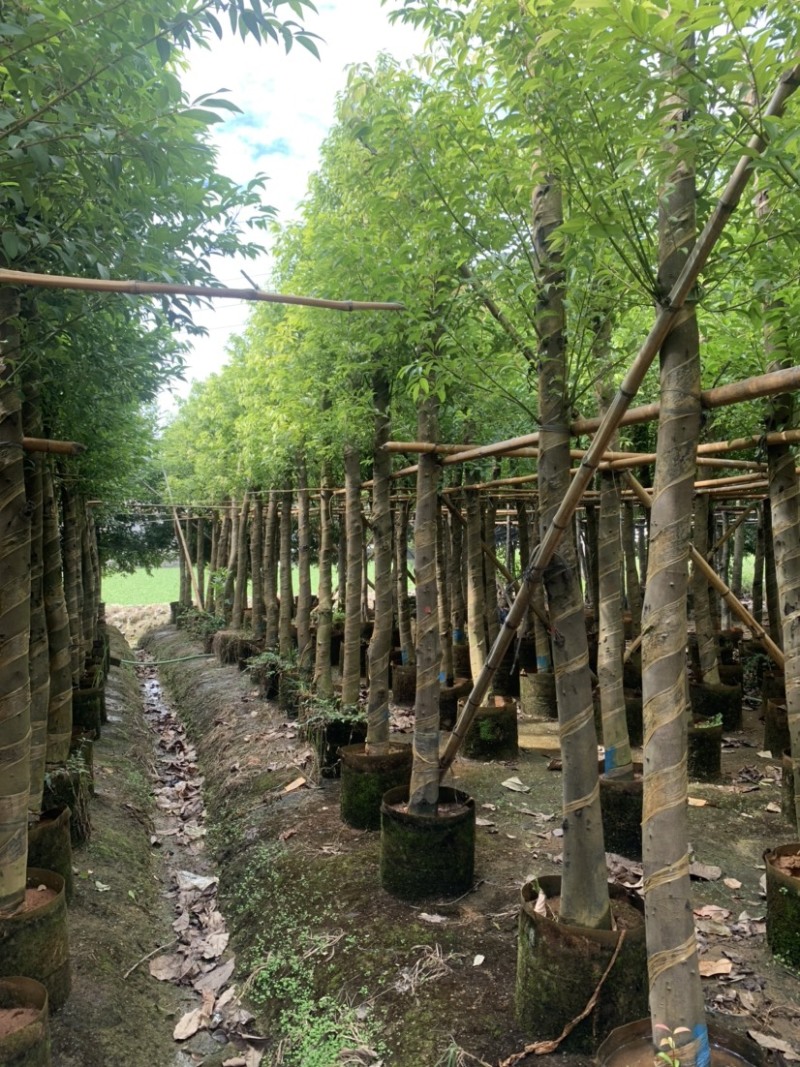 阴香天竺桂供应10公分-12公分产地直销