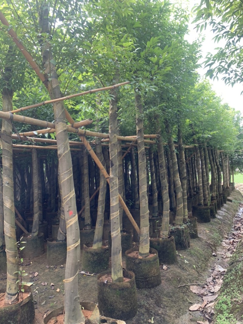 阴香天竺桂供应10公分-12公分产地直销