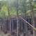 阴香天竺桂供应10公分-12公分产地直销