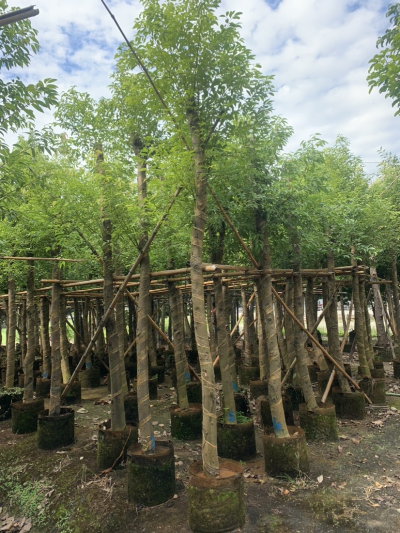 阴香天竺桂供应10公分-12公分产地直销