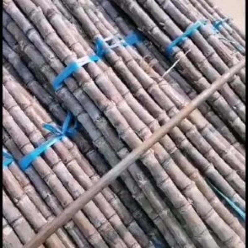 广西黑皮甘蔗**产地之一黑皮甘蔗批发广东广西黑皮甘蔗