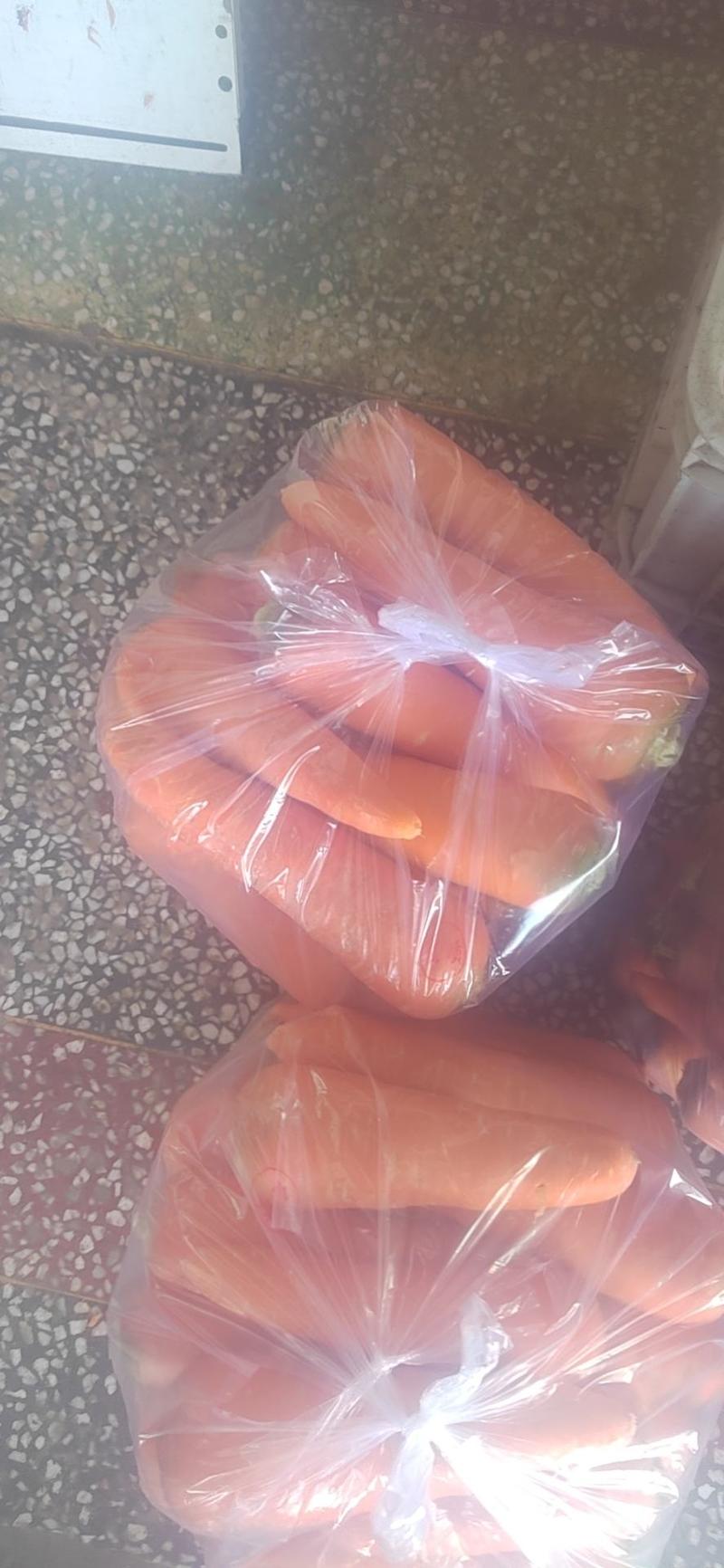 江苏东台精品胡萝卜大量供货。需要的客户联系我，