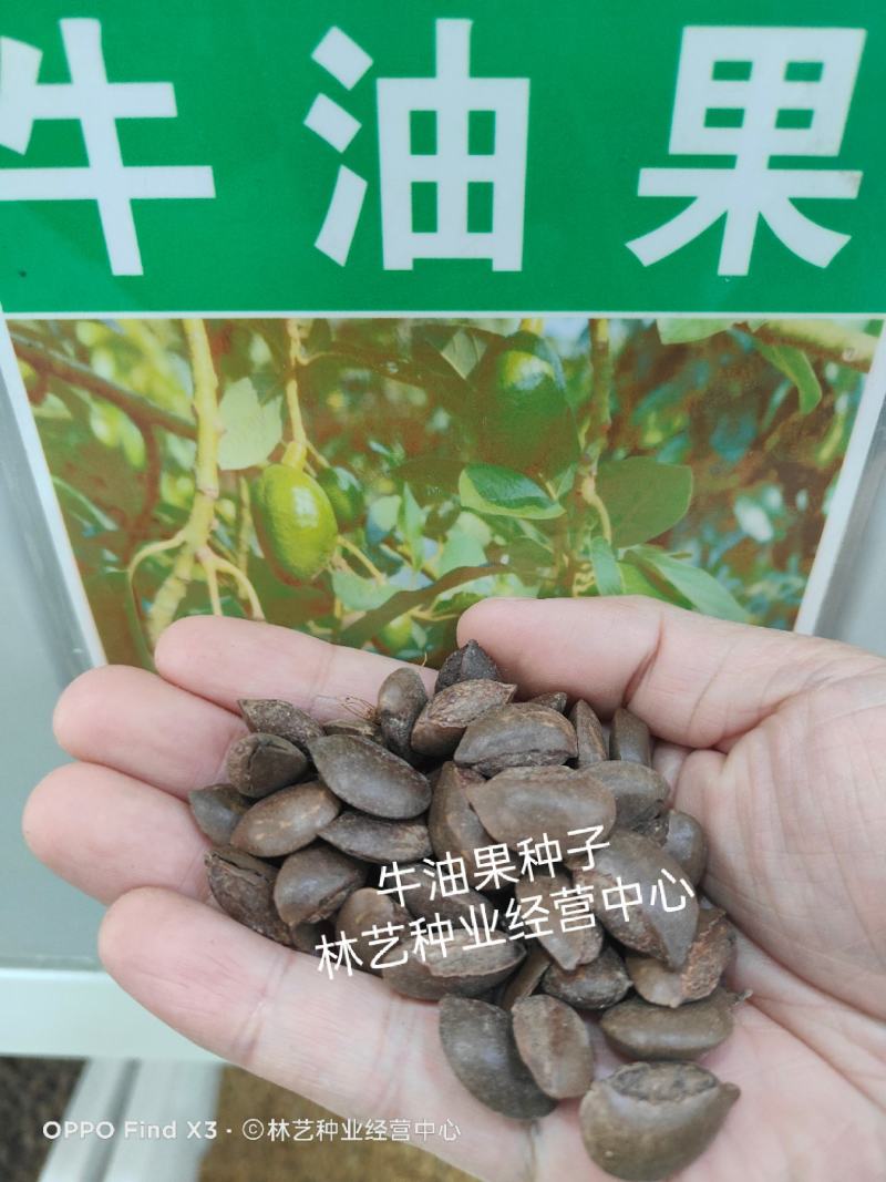 牛油果种子