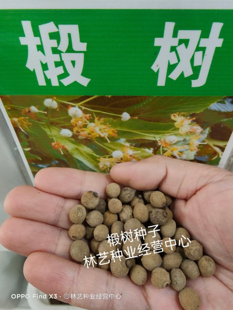 林木种子椴树种子椴种子青科榔、大椴树、大叶椴