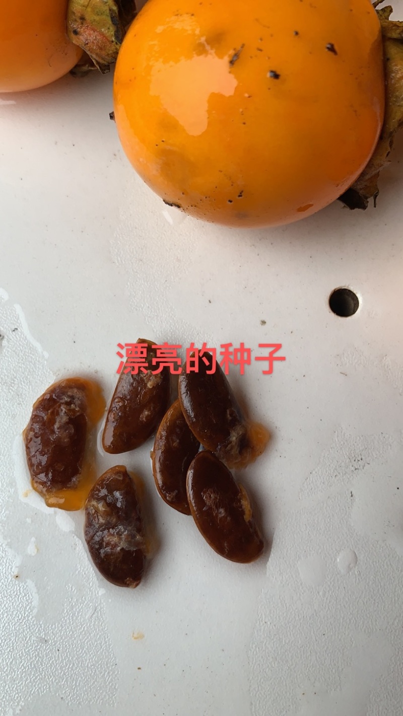 【精】贵州野生鸟柿种子，小果甜柿籽，纯手工，欢迎采购
