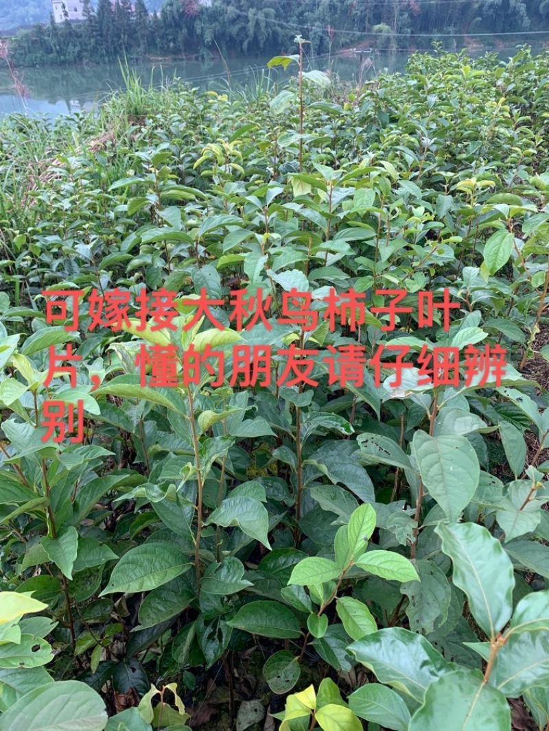 【精】贵州野生鸟柿种子，小果甜柿籽，纯手工，欢迎采购