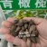 新采橄榄种子油橄榄种子齐墩果种子橄榄果种子谏果