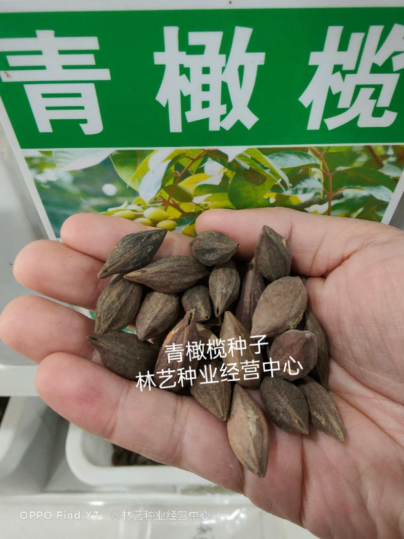新采橄榄种子油橄榄种子齐墩果种子橄榄果种子谏果