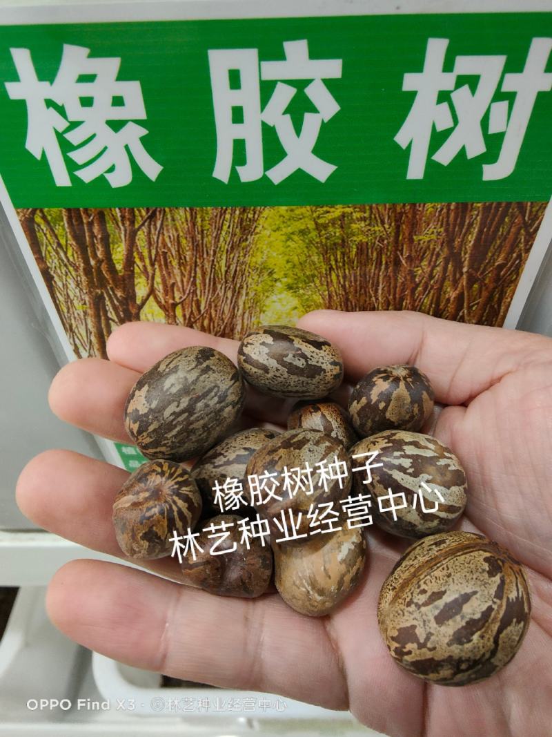 散装橡胶树种子三叶橡胶树种子巴西橡胶树种子