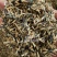 孔雀草种子观赏庭院阳台盆栽花卉景观绿化小万寿菊花种子