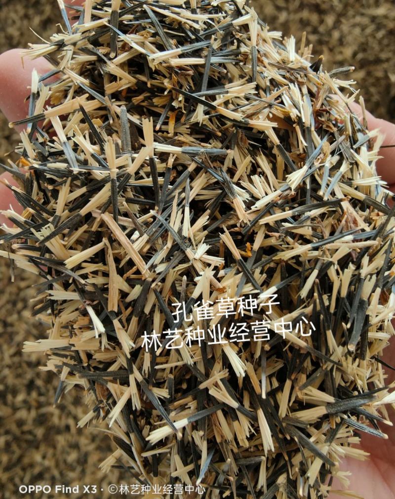 孔雀草花种子