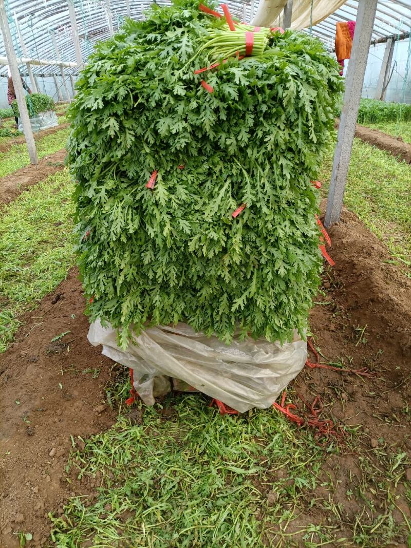 精品茼蒿