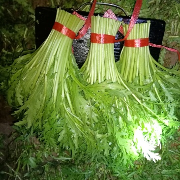精品茼蒿