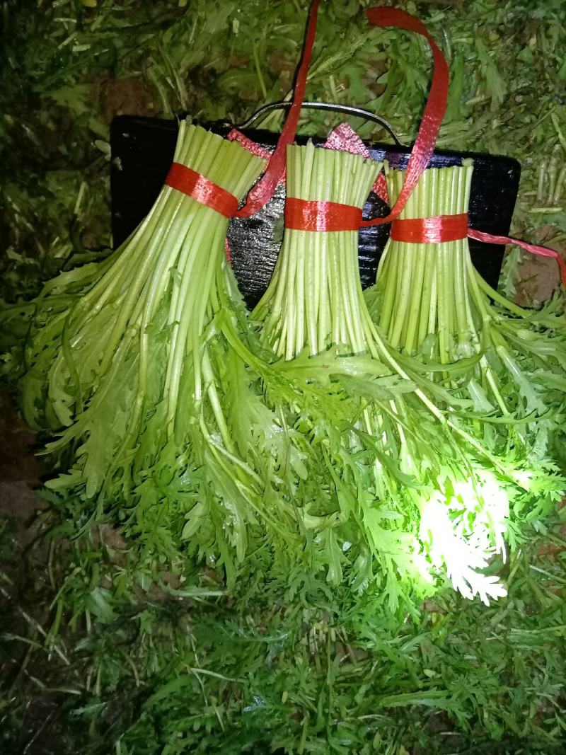 精品茼蒿