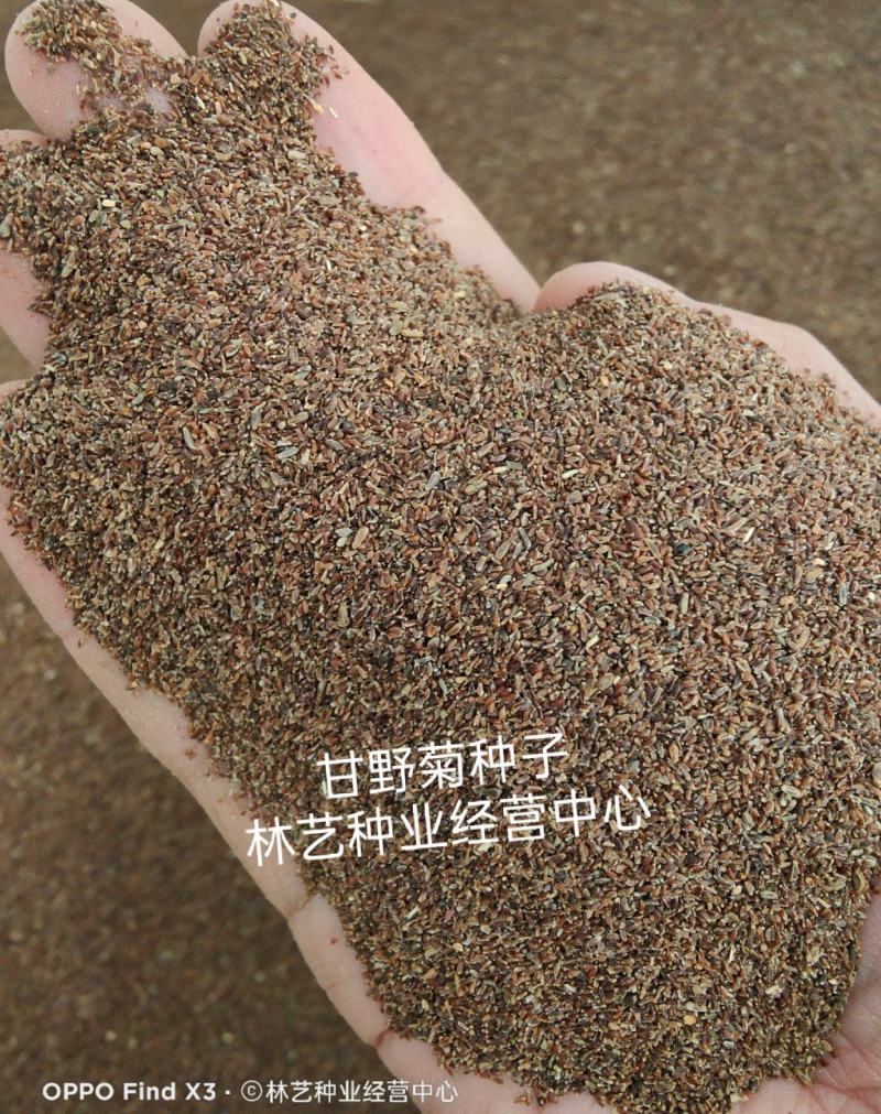 出售散装甘野菊种子新货菊花种子花卉种子四季播花种子包发芽