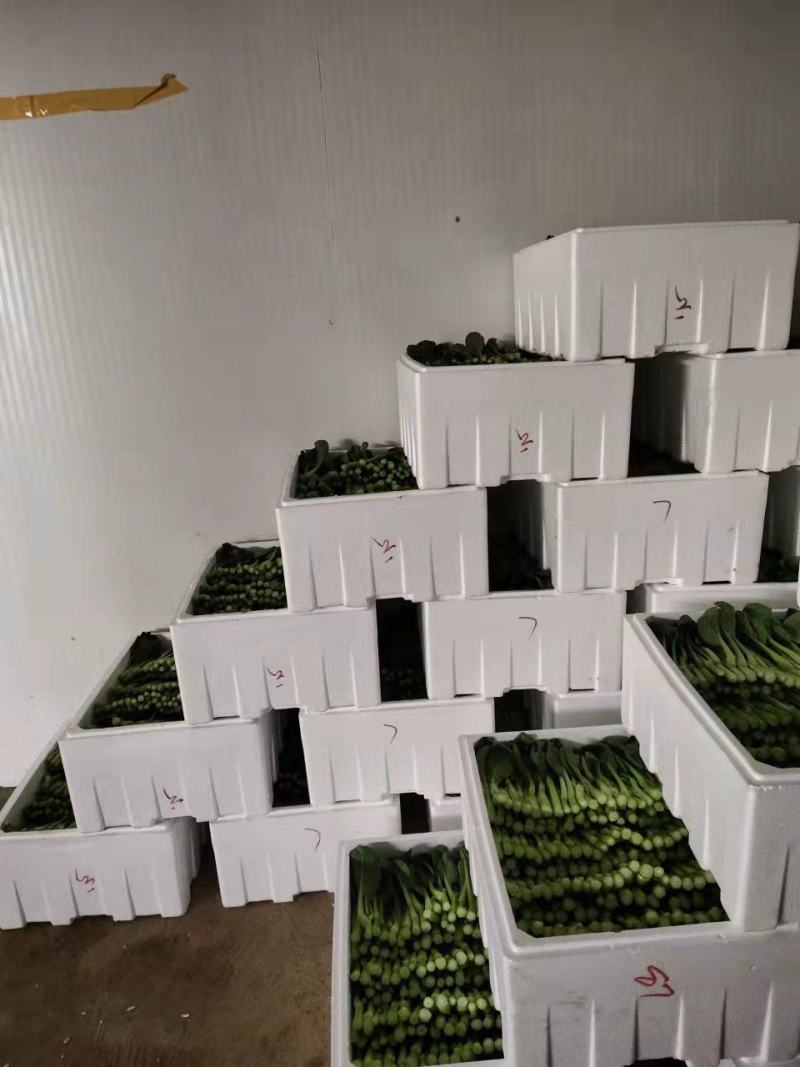 热卖！湖北武汉菜苔一手货源产地直发可视频看货欢迎选购