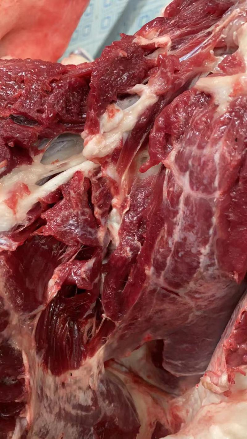 纯种德州改良现杀驴肉！