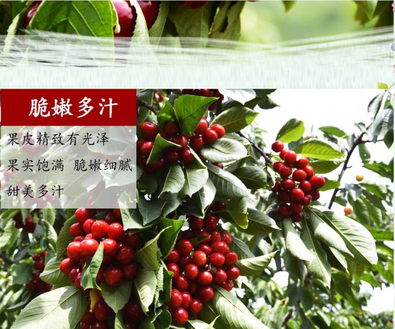 大樱桃树5年80cm以上大樱桃树苗品种规格齐全保证纯