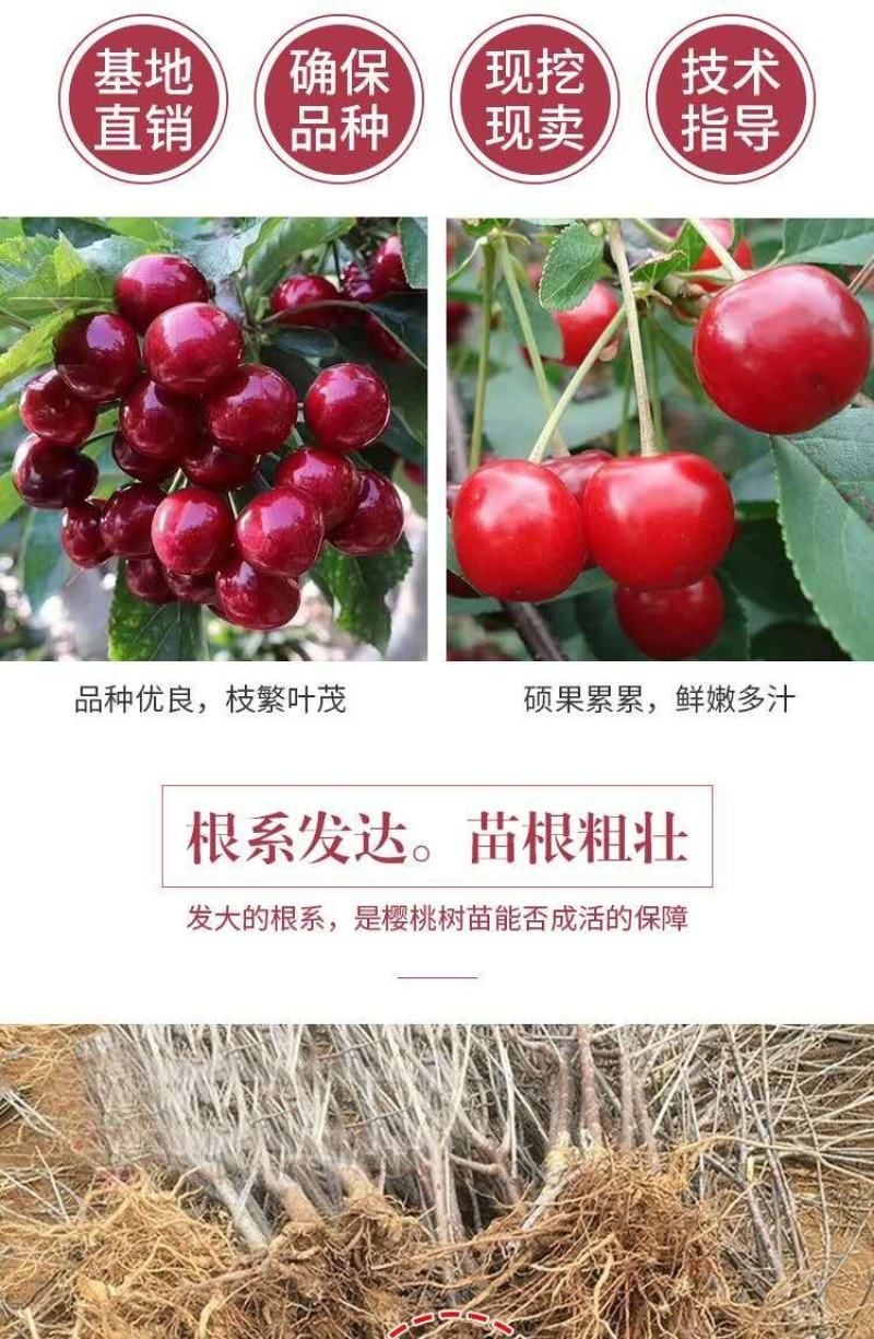 大樱桃树5年80cm以上大樱桃树苗品种规格齐全保证纯