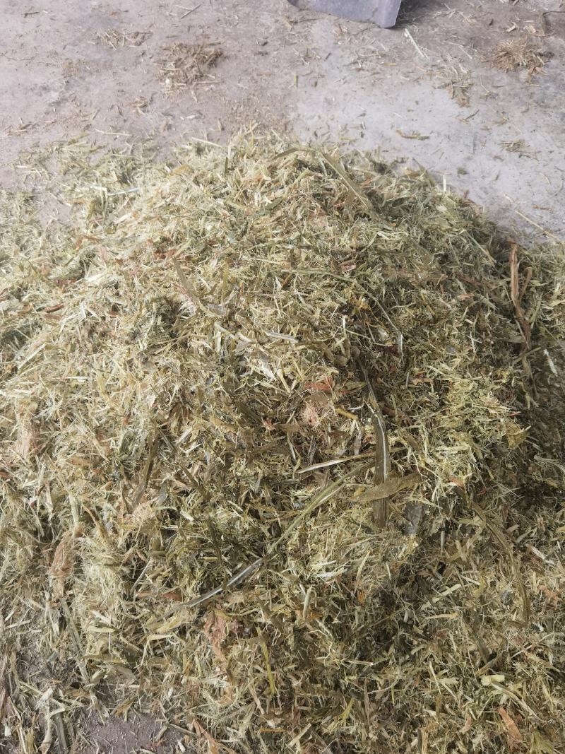 青储饲料，青贮料，贵州牧草料，甜象草料，皇竹草欢迎采购，