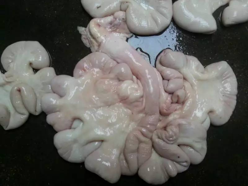 直销母猪儿肠母猪子宫大量有货价格美丽发货及时