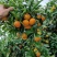 正宗沙糖桔