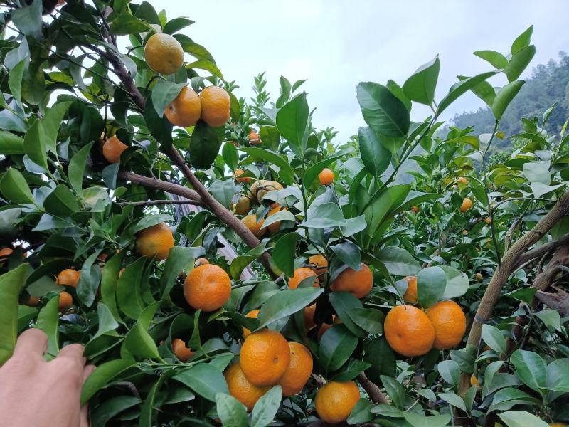 正宗沙糖桔