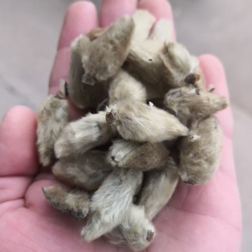 辛夷花无硫花草茶辛夷花毛桃望春木笔玉兰香料