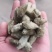 辛夷花无硫花草茶辛夷花毛桃望春木笔玉兰香料