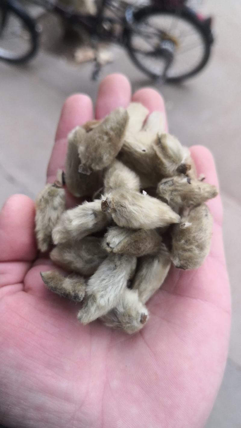 辛夷花无硫花草茶辛夷花毛桃望春木笔玉兰香料