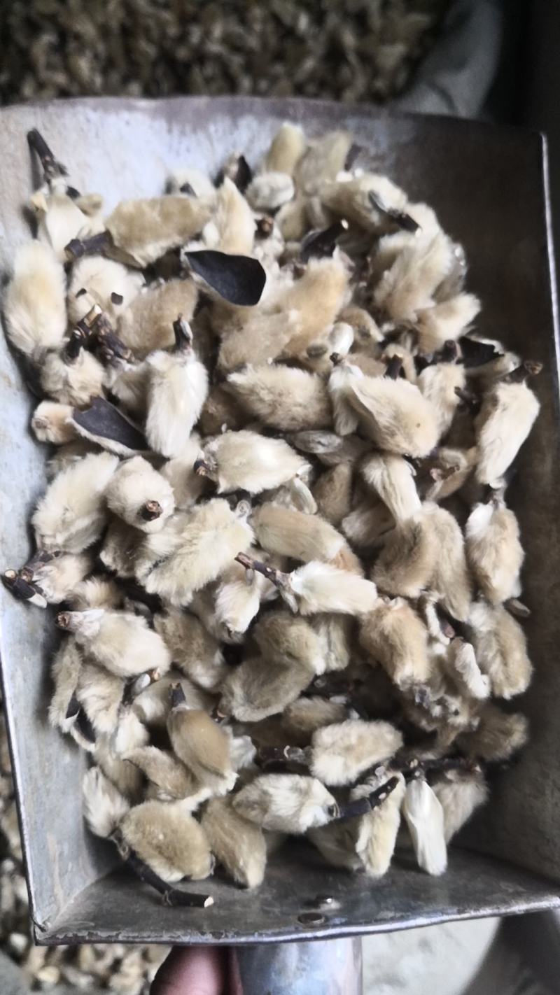 辛夷花无硫花草茶辛夷花毛桃望春木笔玉兰香料