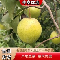 雪花梨质量很好价格实惠发往全国各地欢迎全国各地客商速来