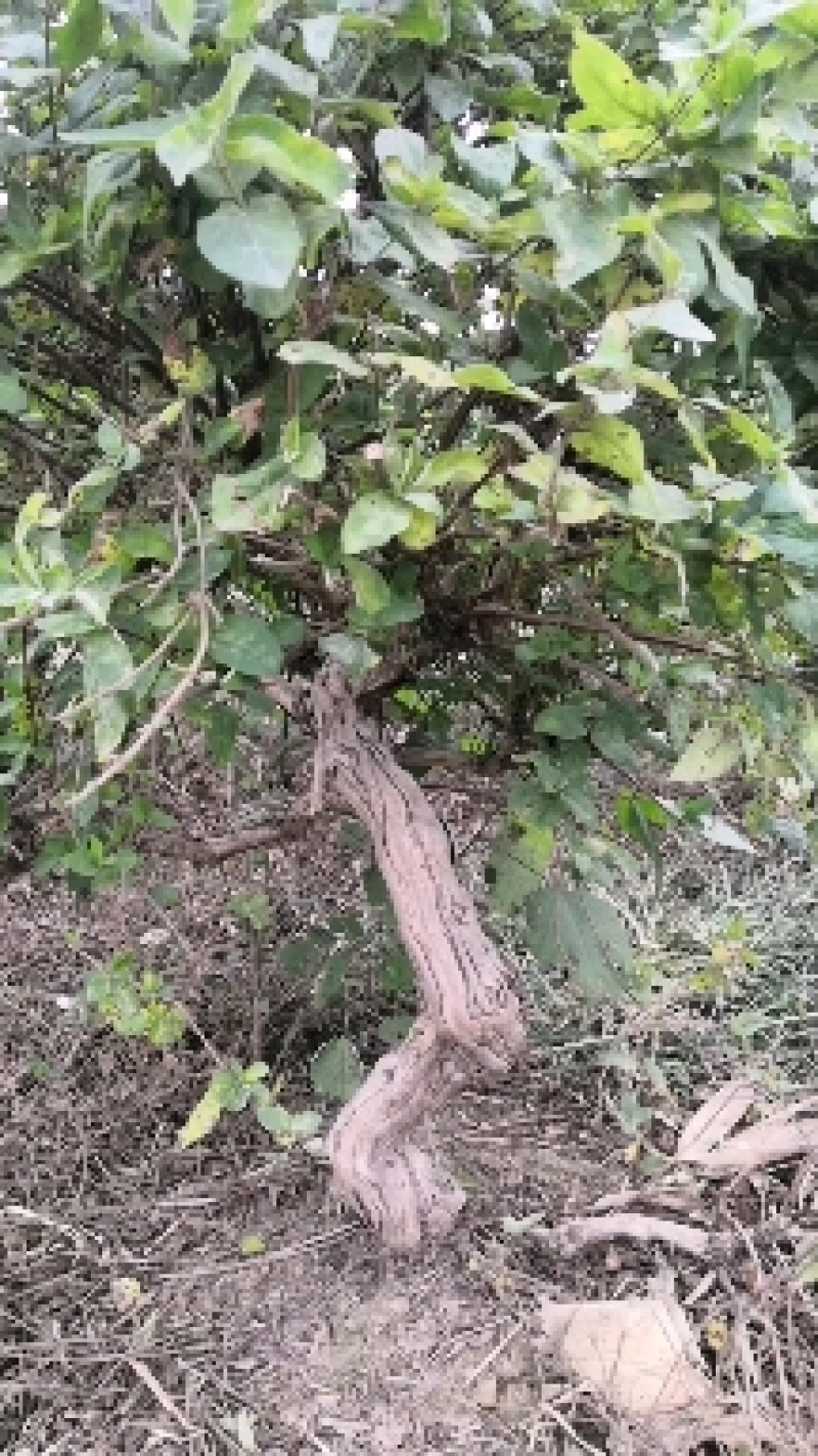 河南封丘优质四季树形金银花苗（汇丰一号）抗病性能强