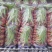 【电商推荐】胡萝卜泥萝卜，冷库出口贸易商超品质