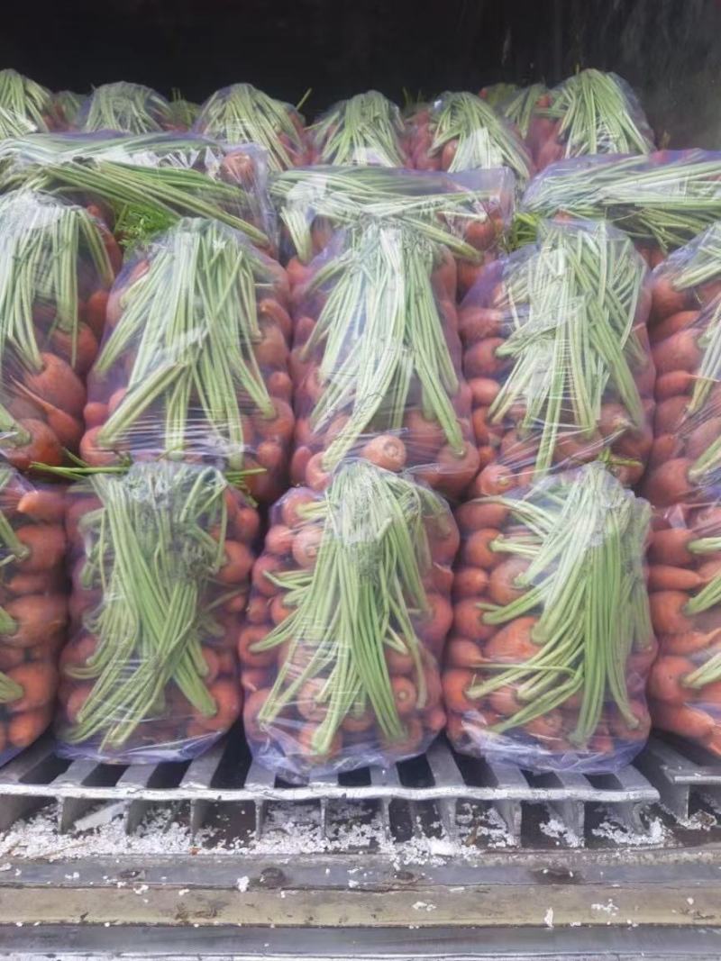 【电商推荐】胡萝卜泥萝卜，冷库出口贸易商超品质