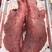 猪肺长期低价供应屠宰场一手货源保质保量