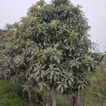 大叶女真，冬青树常青树风景树绿化树