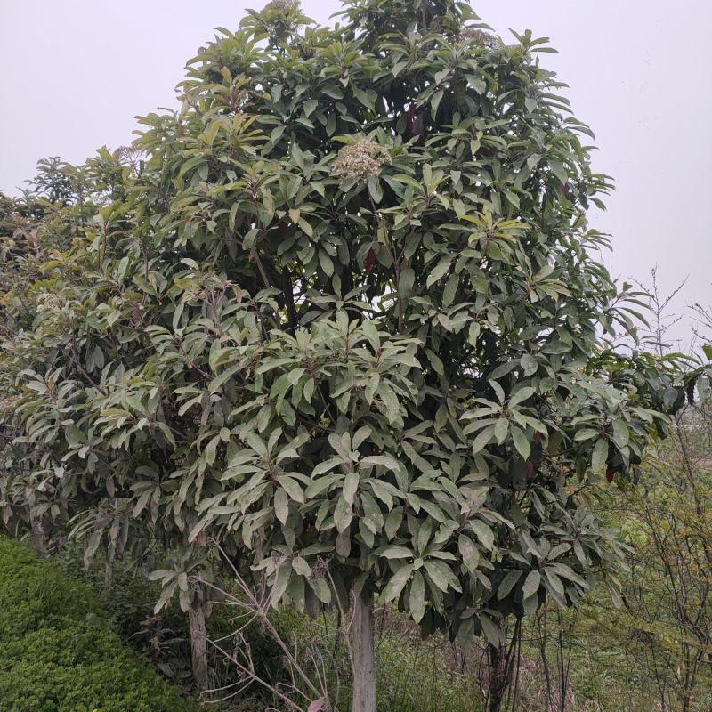 大叶女真，冬青树常青树风景树绿化树