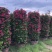 紫花三角梅高度3米紫色花造型三角梅盆景