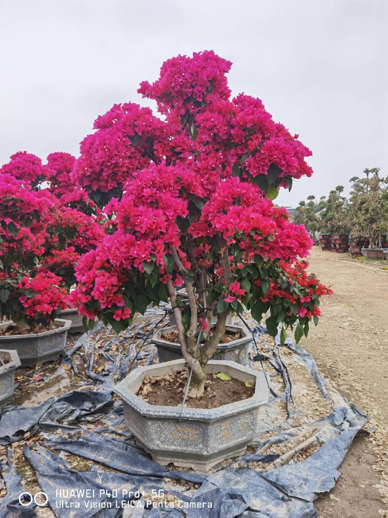 紫花三角梅高度3米紫色花造型三角梅盆景