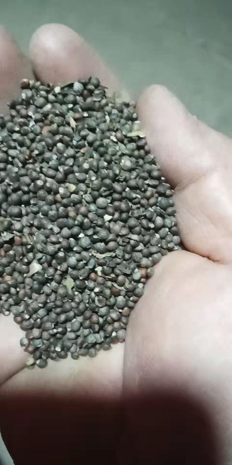 苏子