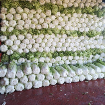北京新三号大白菜净菜有需要的联系我